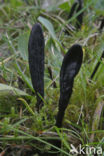 Brede aardtong (Geoglossum cookeanum)