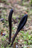 Brede aardtong (Geoglossum cookeanum)