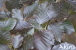 Bruine Beuk (Fagus sylvatica purpurea)