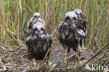 Marsh Harrier (Circus aeruginosus)