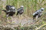 Bruine Kiekendief (Circus aeruginosus)