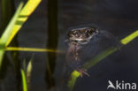 Common Frog (Rana temporaria)