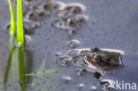 Common Frog (Rana temporaria)