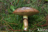 Slippery jack (Suillus luteus)