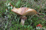 Bruine ringboleet (Suillus luteus) 