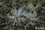 Grey Hair-grass (Corynephorus canescens)