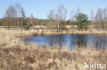 Cartierheide