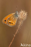 Corsicaans hooibeestje (Coenonympha corinna)