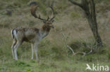 Fallow Deer (Dama dama)