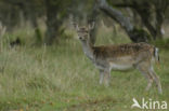 Fallow Deer (Dama dama)