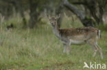 Fallow Deer (Dama dama)