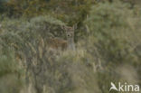 Fallow Deer (Dama dama)