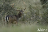 Fallow Deer (Dama dama)