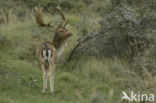 Fallow Deer (Dama dama)