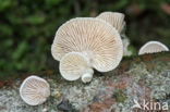 Elastic Oysterling (Panellus mitis)