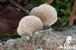 Elastic Oysterling (Panellus mitis)