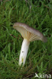 Pine-wood Waxy Cap (Hygrophorus hypothejus var. hypothejus)