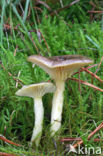 Pine-wood Waxy Cap (Hygrophorus hypothejus var. hypothejus)