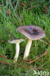 Pine-wood Waxy Cap (Hygrophorus hypothejus var. hypothejus)