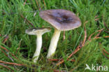 Pine-wood Waxy Cap (Hygrophorus hypothejus var. hypothejus)