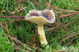 Pine-wood Waxy Cap (Hygrophorus hypothejus var. hypothejus)