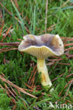 Pine-wood Waxy Cap (Hygrophorus hypothejus var. hypothejus)