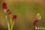 Dusky Large Blue (Maculinea nausithous)