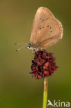 Donker pimpernelblauwtje (Maculinea nausithous)