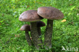 Donkerbruine berkenboleet (Leccinum roseofractum)