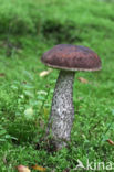 Donkerbruine berkenboleet (Leccinum roseofractum)