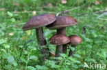 Leccinum roseofractum