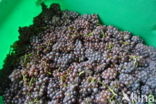 Grape-vine