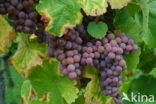 Grape-vine