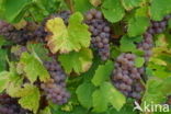 Grape-vine