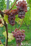 Grape-vine