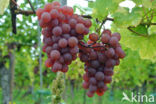 Grape-vine