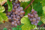 Grape-vine