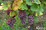 Grape-vine