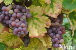 Grape-vine