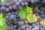 Grape-vine