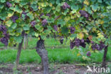 Grape-vine