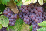 Grape-vine