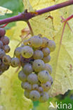 Grape-vine