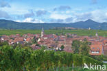 Grape-vine