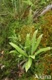 Dubbelloof (Blechnum spicant) 