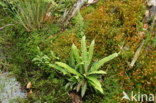 Dubbelloof (Blechnum spicant) 