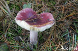 Duivelsbroodrussula (Russula drimeia) 