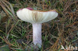 Primrose Brittlegill (Russula drimeia)