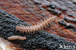 centipede (Lithobiidae spec.)
