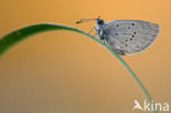 Small Blue (Cupido minimus)